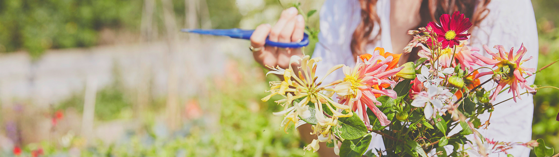 Old Summer Dairy Occassions