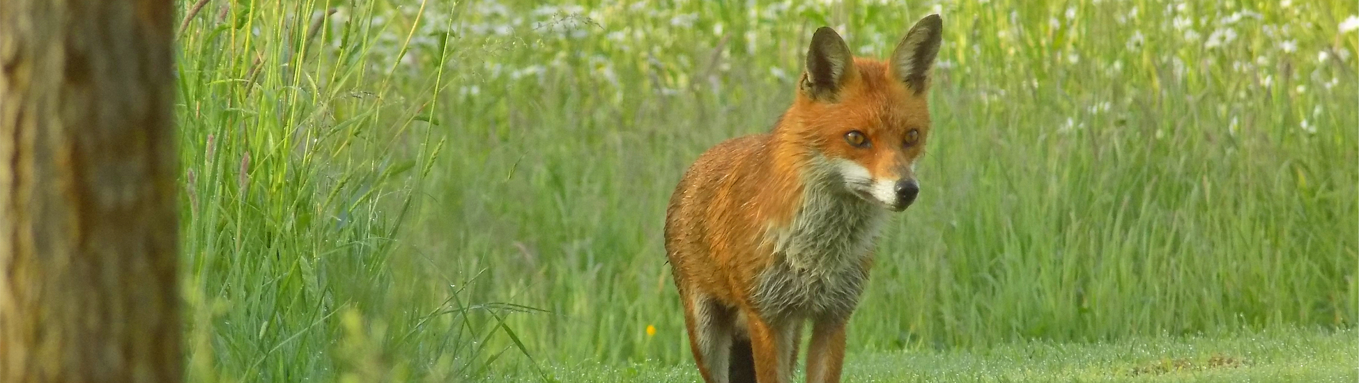 fox19